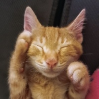 Sarman, Kedi  Dürüm fotoğrafı