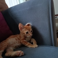 Sarman, Kedi  Dürüm fotoğrafı