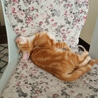 Sarman, Kedi  Dürüm fotoğrafı