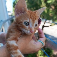 Sarman, Kedi  Dürüm fotoğrafı