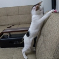 Tekir Kedi, Kedi  PAMUK fotoğrafı