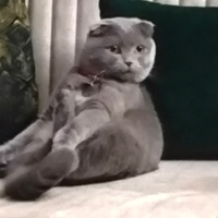 Scottish Fold, Kedi  Maya fotoğrafı