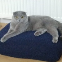 Scottish Fold, Kedi  Maya fotoğrafı