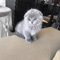 Scottish Fold, Kedi  Maya fotoğrafı