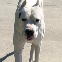 Dogo Arjantin, Köpek  Zeus fotoğrafı