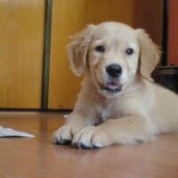 Golden Retriever, Köpek  Gofret fotoğrafı