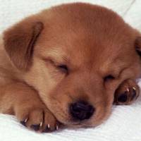 Dachshund (Sosis), Köpek  zeliş fotoğrafı