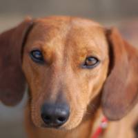 Dachshund (Sosis), Köpek  zeliş fotoğrafı