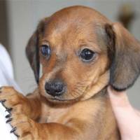 Dachshund (Sosis), Köpek  zeliş fotoğrafı