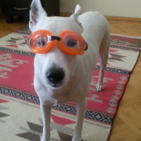 Jack Russell Terrier, Köpek  Loui fotoğrafı