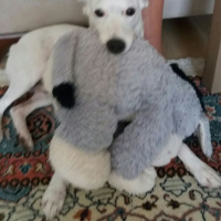 Jack Russell Terrier, Köpek  Loui fotoğrafı