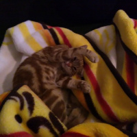 Tekir Kedi, Kedi  MOMO fotoğrafı