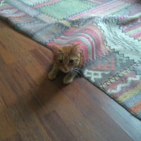 Tekir Kedi, Kedi  MOMO fotoğrafı
