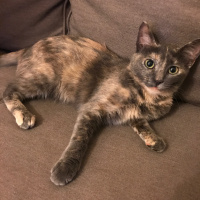 Tekir Kedi, Kedi  wasabi fotoğrafı