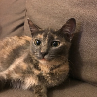 Tekir Kedi, Kedi  wasabi fotoğrafı