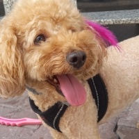 Poodle (Minyatür Kaniş), Köpek  Honey fotoğrafı