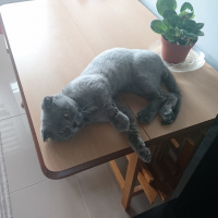 Scottish Fold, Kedi  Duman fotoğrafı