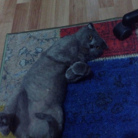 Scottish Fold, Kedi  Duman fotoğrafı