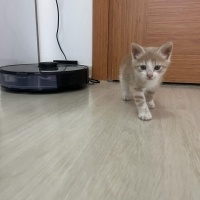 Sarman, Kedi  Köpük fotoğrafı