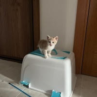 Sarman, Kedi  Köpük fotoğrafı