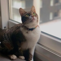 Tekir Kedi, Kedi  Minnoş fotoğrafı