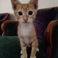 Sarman, Kedi  Boncuk fotoğrafı