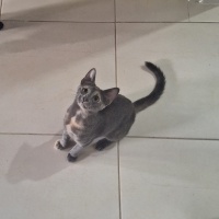 Nebelung, Kedi  Güneş fotoğrafı