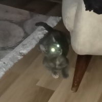 Nebelung, Kedi  Güneş fotoğrafı