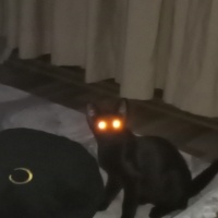 Nebelung, Kedi  Neptün fotoğrafı