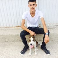Amerikan Pitbull Terrier, Köpek  Boyla fotoğrafı