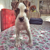Amerikan Pitbull Terrier, Köpek  Boyla fotoğrafı