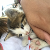 Tekir Kedi, Kedi  Gökçe  fotoğrafı