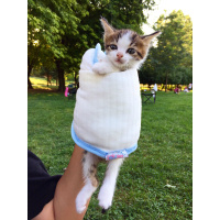 Tekir Kedi, Kedi  Gökçe  fotoğrafı