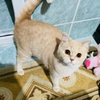 British Shorthair, Kedi  Limon fotoğrafı