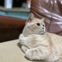 British Shorthair, Kedi  Limon fotoğrafı