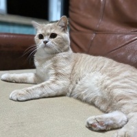 British Shorthair, Kedi  Limon fotoğrafı