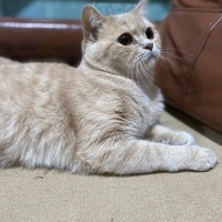 British Shorthair, Kedi  Limon fotoğrafı