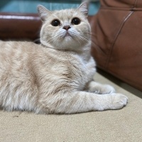 British Shorthair, Kedi  Limon fotoğrafı