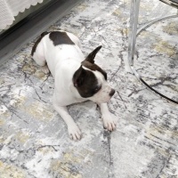 Fransız Bulldog, Köpek  Cindy fotoğrafı