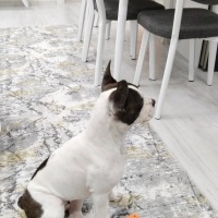 Fransız Bulldog, Köpek  Cindy fotoğrafı