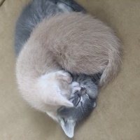 Sarman, Kedi  Tekir ve sarman 2 aylık yavru kediler fotoğrafı