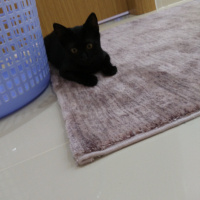 Bombay, Kedi  Pars fotoğrafı