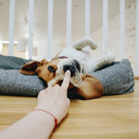 Norveç Geyik Avcısı, Köpek  dost fotoğrafı