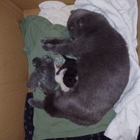 Scottish Fold, Kedi  Duman fotoğrafı