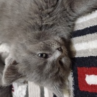 Scottish Fold, Kedi  Duman fotoğrafı