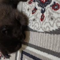 Scottish Fold, Kedi  Duman fotoğrafı