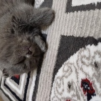 Scottish Fold, Kedi  Duman fotoğrafı