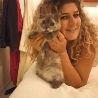 British Shorthair, Kedi  Balım fotoğrafı