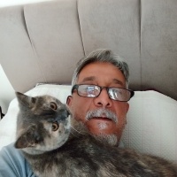 British Shorthair, Kedi  Balım fotoğrafı