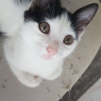 Tekir Kedi, Kedi  Bihter fotoğrafı